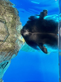 �u���O�摜