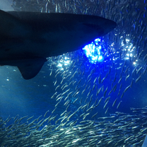 �u���O�摜