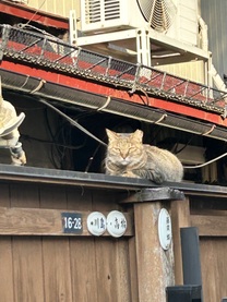 �u���O�摜
