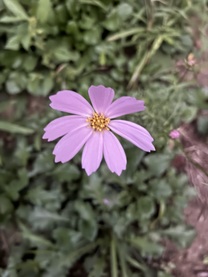 εβ