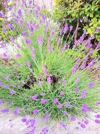 εβ