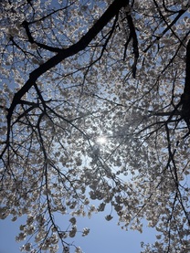 �u���O�摜