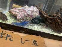 �u���O�摜
