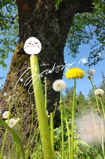 �u���O�摜