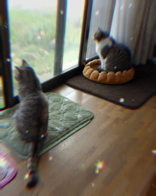 �V�l�����R