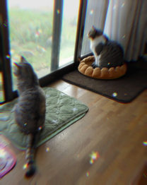 ����F���Ȃ��̖�����...