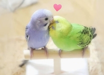 ���ε����β���