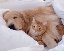 ���₷�݂Ȃ���