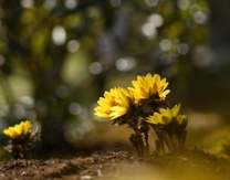 ���ε����β���