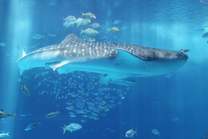 ���ε����β���