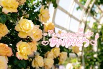 �u���O�摜