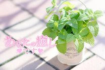 �u���O�摜