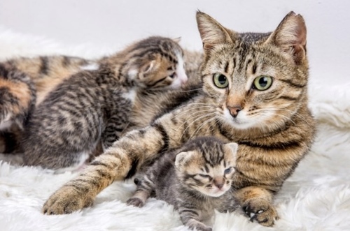 ＃お題：何か動物は飼ってますか？の画像