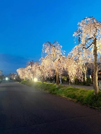 �u���O�摜