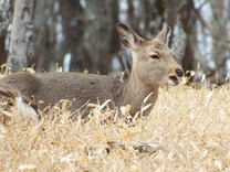 �y���݂̃G�]�V�J�z��...