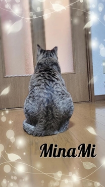 �u���O�摜