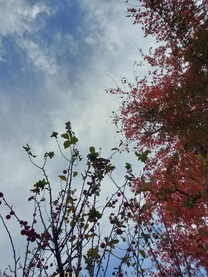 ���ށ[(�K���K)