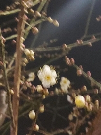 ����ɂ�...