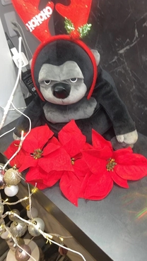 �u���O�摜