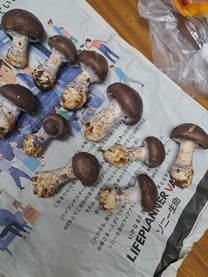 εβ