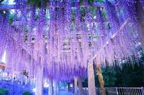 �u���O�摜
