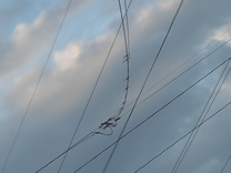 εβ
