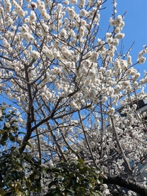 �u���O�摜