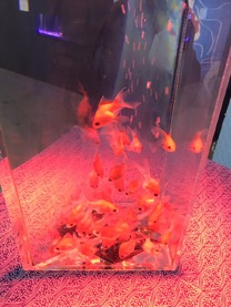 �u���O�摜