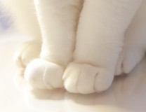 �u���O�摜