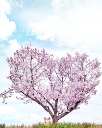 �u���O�摜