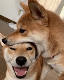 �u���O�摜