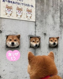 �u���O�摜