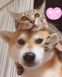 �u���O�摜