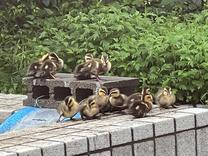 �u���O�摜