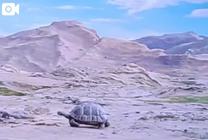 .bp