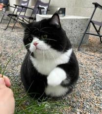肪...