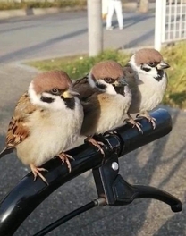 �u���O�摜