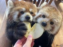 �u���O�摜