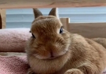 �u���O�摜