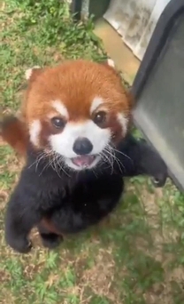 �u���O�摜