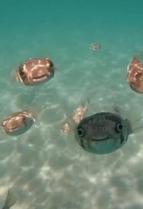 �u���O�摜