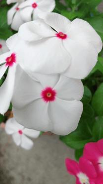 ł