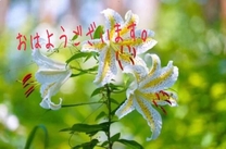 �u���O�摜