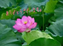�u���O�摜