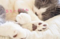 �u���O�摜