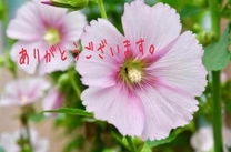 �u���O�摜
