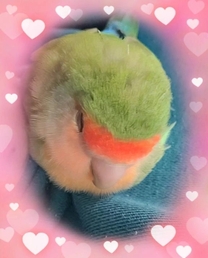 �u���O�摜