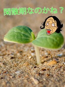 �u���O�摜