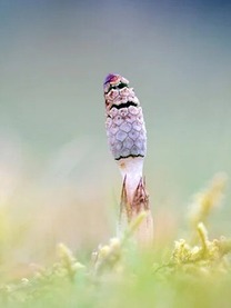 春の到来はまだ?