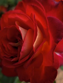 �����Ȃ�̃��[�e�B���A����܂���ˁ�